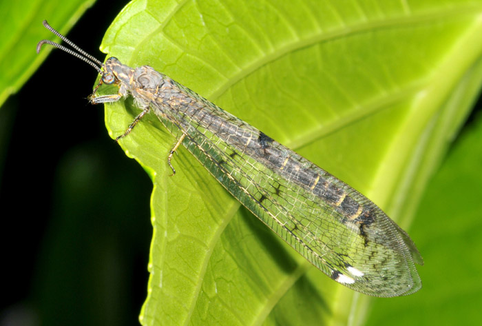 Dendroleon pantherinus  e Distoleon tetragrammicus